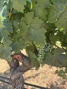 Carpe Wine: Finding the perfect Napa Valley winery experience