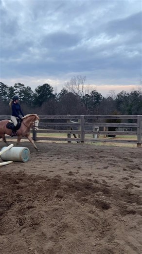 he tried to kill me#fyppppppppppppppppppppppp #mouse_eq #equestrian #horsesoftiktok #viral