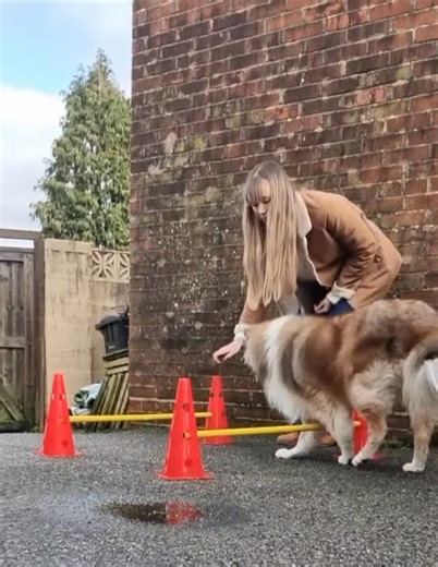 Cavaletti poles for dogs 🐕🐾 Cavaletti poles for dogs are low poles set on the ground or slightly elevated to help dogs improve coordination, balance, core strength and body awareness.🐾 The offers our dogs low impact exercise for fitness, rehab and arthritis.💙 Here is nurse Emily with her lovely dog demonstrating beautifully🥰 #phpvets #vetslife #dogsofinstagram #seniordogs #vetsofinstagram https://www.thepethealthpartnership.co.uk | Pet Health Partnership - Vets