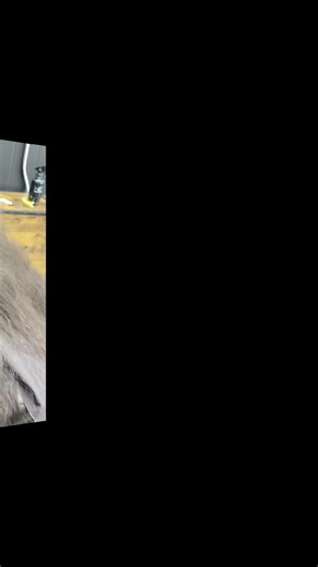 mondu (@mondu1976)’s videos with I'm A Hustler (Remix) - Ciryl