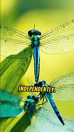 Dragonflies True Fact | How they are able to fly in all six directions, including straight up & down