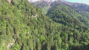 Forest and mountain landscape - Free Stock Video