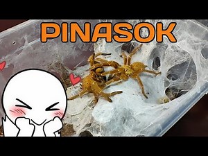 Eutarantula | Orange Baboon Tarantula Mating | OBT Breeding | Exotic Web