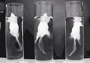 6.2K views · 2.6K reactions | Gasping for breath! These mice are...
