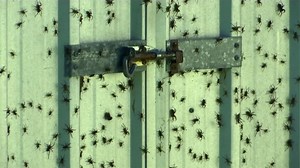 Thousands of spiders gather on backyard fence to escape Australian floods