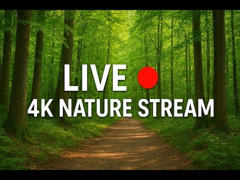 LIVE 4K Nature Stream | Ultra HD Relaxing Forest Ambience | Peaceful Sounds for Sleep & Focus