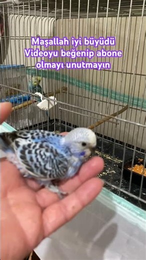 Görünce şok olacaksınız yavrular büyüdü !!!!! #birds #muhabbetkuşu #budgies #babybirds #shortsvideo