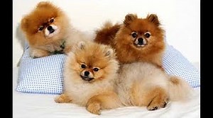 Pomeranian: Male and Female Dog Names