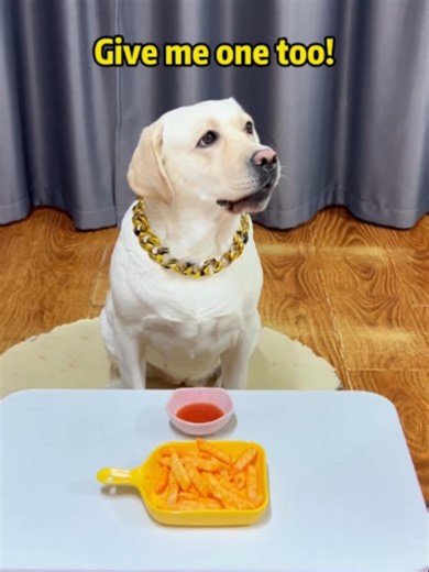 Dog Eats Like a Human!