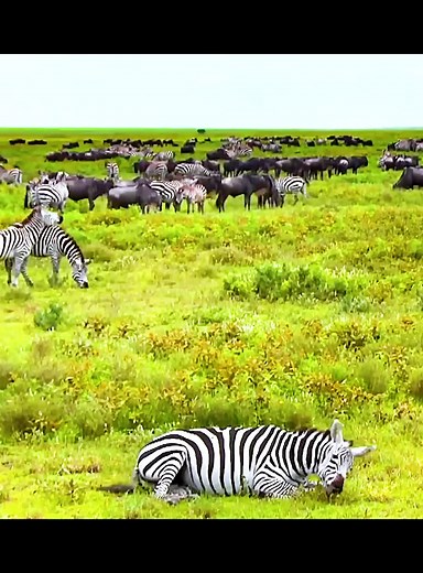 Miraculous Birth: Baby Zebra Punda Bunda Takes First Steps | Wildlife Rescue