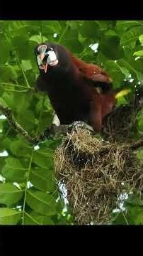 The Snake Attack | Lizard vs Snake and Bird Nest Attack