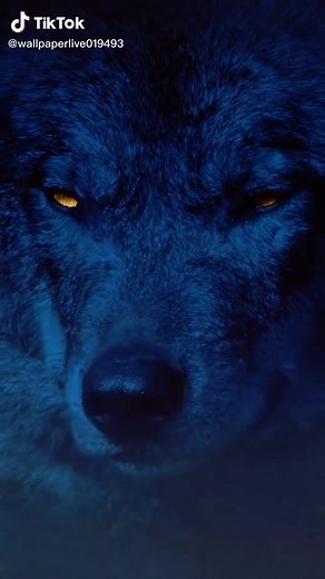 #wolf #wolfdog #livewallpaper #wallpaper #thịnhhành | live wallpaper