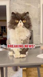 @ @🗞️ BREAKING: I’ve discovered the holy grail of cat life. The Sphinx Feeder changes everything. Fresh wet food. On demand. No smell. No mess. Custom portions. AI face scan. Midnight snacks. Check it out on Kickstarter: https://www.kickstarter.com/projects/sphinxcatfeeder/sphinx-the-worlds-smartest-cat-feeder Smart tech. Happy cat. You’re welcome! #sphinxcatfeeder #CatFeeder #catparents #kickstartercampaign | Walter Bishop the Cat