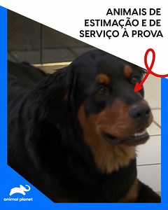 Dois animais de estimação que foram treinados por profissionais e também pelos próprios tutores terão a última oportunidade de demonstrar que estão preparados para dar o apoio de que estas pessoas precisam. | Animal Planet Brasil | Facebook