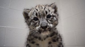 10K views · 743 reactions | Our snow leopard cub is getting bigger and stronger every day! She has started climbing in and out of her nest box on her own and is becoming more mobile. Her care team continues to monitor her eyes daily and she is doing great! | Akron Zoo | Facebook