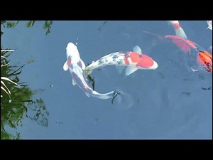 Koi Fish Breeding: Essential Guide for Pond Enthusiasts