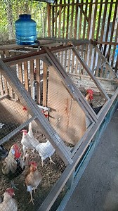 46K views · 522 reactions | Kandang indukan ayam kampung 2x1,5x1,5 #ayamkampung #chickenfarming | Ismail Ada Ternak | Facebook