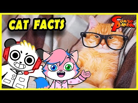 Combo Learns Cat Facts with Alpha Lexa ! Educational Video