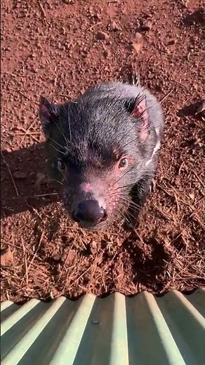 SOUND OF TASMANIAN DEVIL I This is Earth