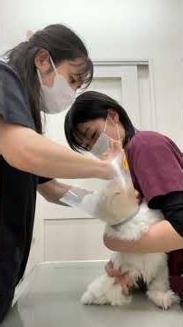 健康維持のための血液検査：定期的なモニタリングのすすめ_Annual_Health_Screening_血液检查：定期健康监测的重要性