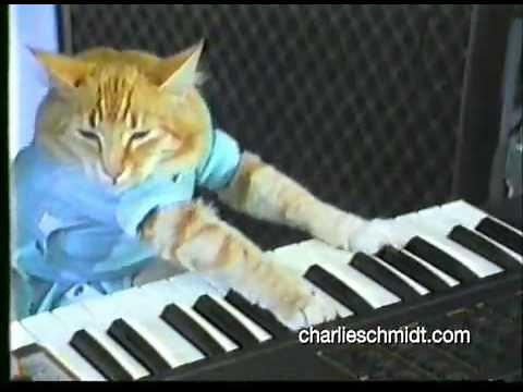 The Original - Keyboard Cat! ENJOY!