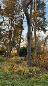 15K views · 1.3K reactions | Ready for a song that’ll steal your heart?  Pre-save 'The Wedding' now! Link below!! Let’s goooo https://drop.cobrand.com/d/NathanEvans/TheweddingNESP | Nathan Evans | Facebook