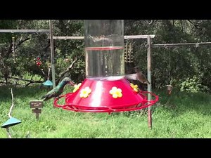 Madera Canyon summer splendor