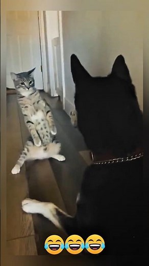 Funny Cats And Dogs Fighting🤣😹🐕 #funny #cat #cute #dog #fighting