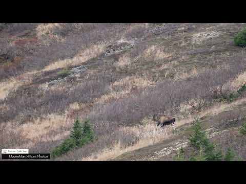 How Did This Bull Moose Injure His Leg #moose