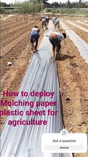 How to deploy Mulching paper plastic sheet for agriculture