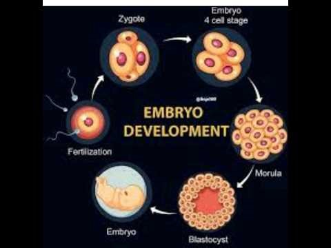 stages of embryonic development