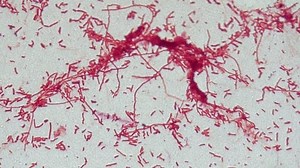 Bacteria cells under a microscope, bacteria magnified 1000 times.