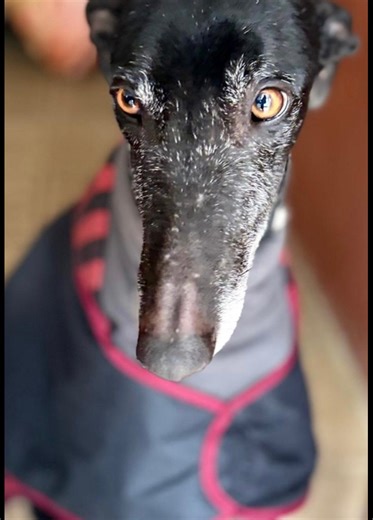 Meet our newest American Greyhound hounds! Gorgeous galgos Gala, Gitana, Ponky, Leo, and Tana have arrived and are ready for the sweet life with their forever families. Ask about becoming a foster home and help us rescue more dogs just like them! | American Greyhound