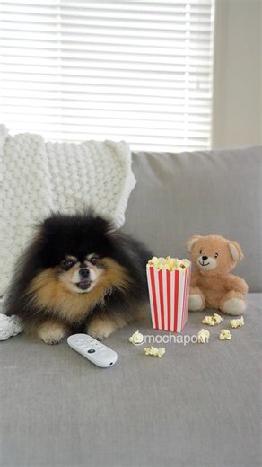 Mocha ❤️ Teddy | Mocha Pom