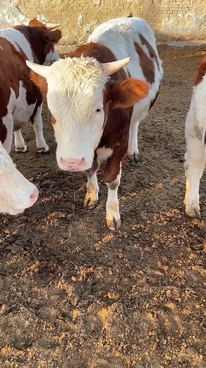 5.2K views · 12 reactions | Be on high alert | Free life | Facebook