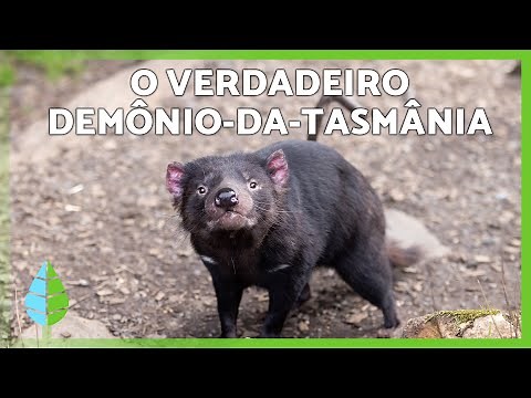 Tasmanian Devil 😈🐾 | Get to know the REAL animal, its CHARACTERISTICS, WHAT IT EATS and much more