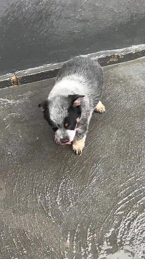 Exploring the Life of a Heeler Dog