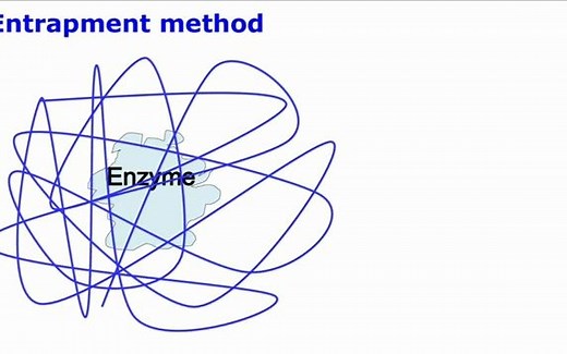 酶固定化Enzyme immobilization