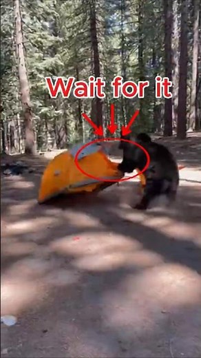 Bear Charges Through Campsite Wildlife Moment Caught on Camera!