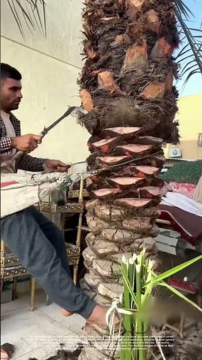 Trimming the Palm: Why Cutting Dead Fronds Saves Trees