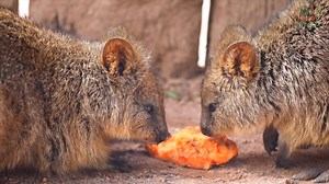 1.9K views · 83 reactions | Happy Valentine's Day!  We're celebrating our iconic animal couples from the Australian Reptile Park 殺 | Australian Reptile Park | Facebook