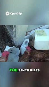Bullying Hens & Broken Feeder: Saving the Outcast Birds 🐔