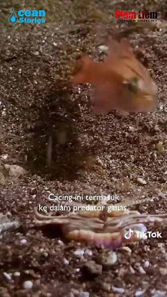 Cacing Besar Alaska: Bentuk Mengerikan dari Dunia Nyata