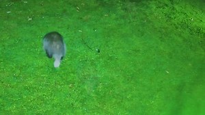 4.8K views · 1.2K reactions | New cub Tufty spends a lot of the night at the back of Narnia do what badgers do best, foraging 說❤️ | Mr Lumpy & Friends. | Facebook