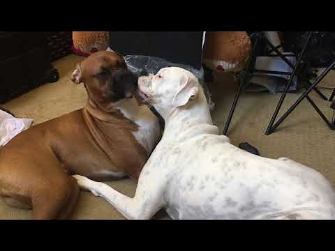 Boxer dogs kissing