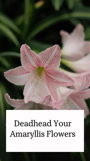 Deadheading your amaryllis after blooming is an important step for the plant’s long-term health and future performance. Once the flowers fade, remove the spent bloom stalks by cutting them off just above the bulb with clean, sharp scissors. This prevents the plant from directing energy into seed production, which zaps energy from the bulb. By deadheading, that energy is redirected back into the bulb, helping it rebuild its nutrient reserves and strengthen for next year’s bloom cycle. Proper dead