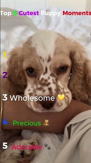 The Cutest Puppies You’ll See Today 🐾✨