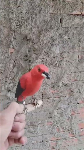 tie sangue feito de madeira #birds #artesanato #feitoamao #passarosdemadeira #decoration #viral