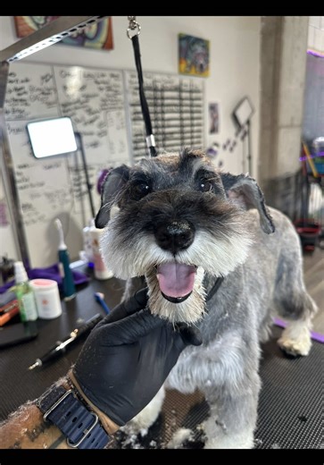 Looking for a Dog groomer in Atlanta? We got you! • Located near the Mercedes Benz stadium • Download the Happy hearts pet care app for booking! 💜🐾✨ • • #happyheartspetcareservicesatl #atlantadoggroomer #atlanta #atldogs #doggroomer