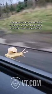 WHEN THE BASS HITS | SNAILS